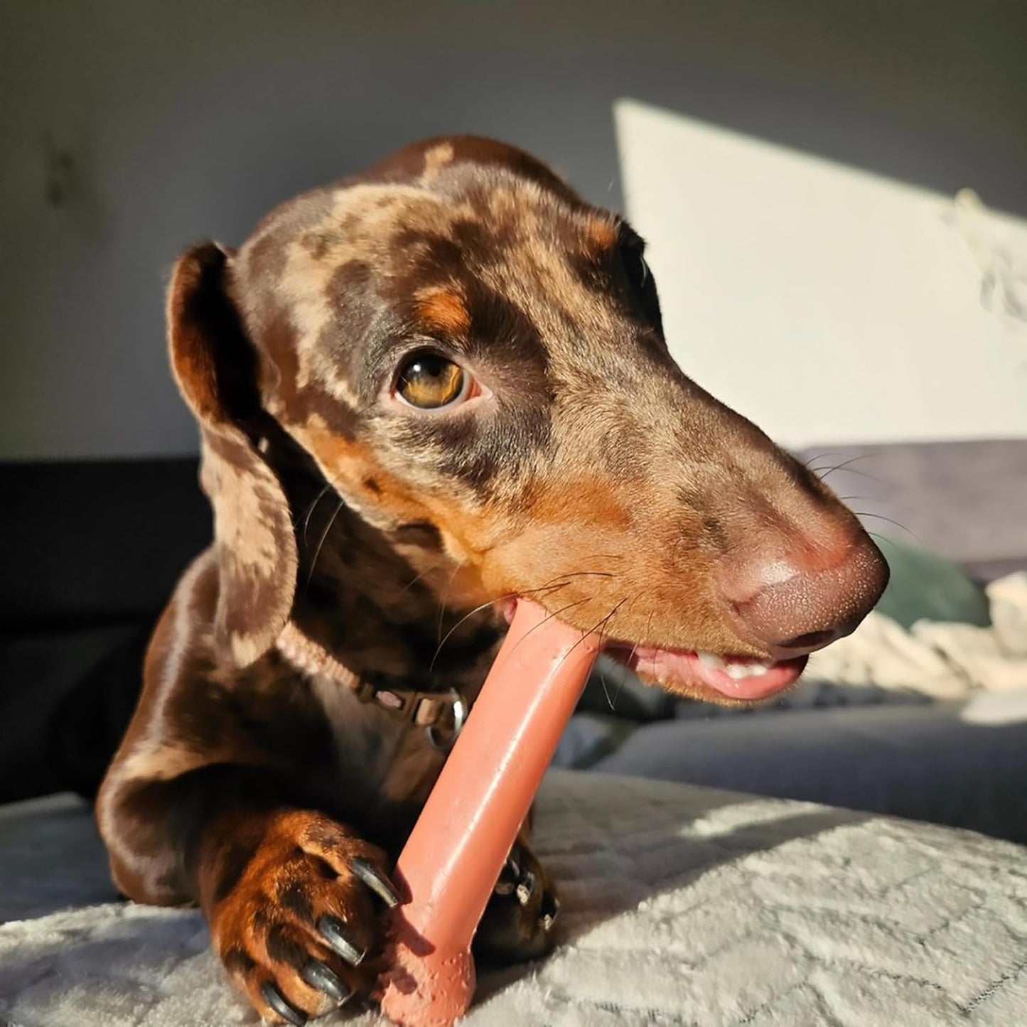 Original Bone Toy, Durable for Chewers, 2 Delicious different flavors your Dogs will love